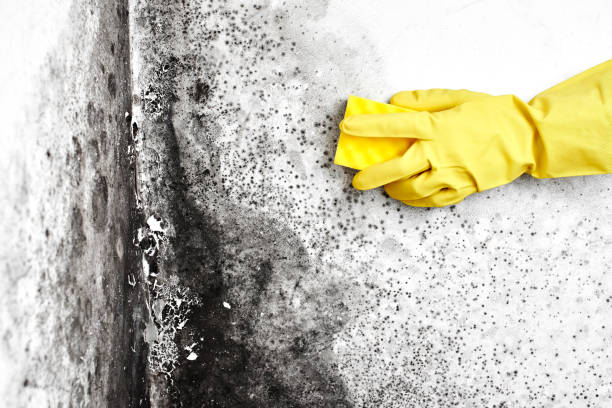 Best Mold Testing  in Tokeneke, CT