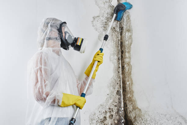 Mold Removal Process in Tokeneke, CT