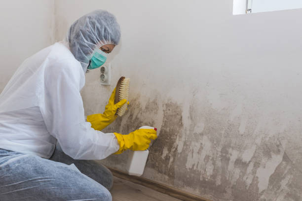 Best Certified Mold Removal  in Tokeneke, CT