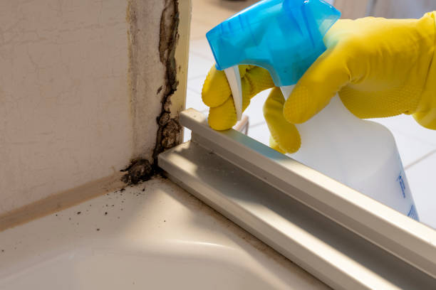 Best Commercial Mold Removal  in Tokeneke, CT