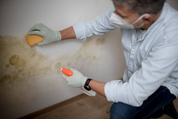 Best Same-Day Mold Removal  in Tokeneke, CT