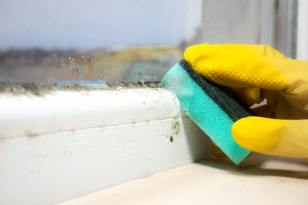 Best Mold Testing  in Tokeneke, CT