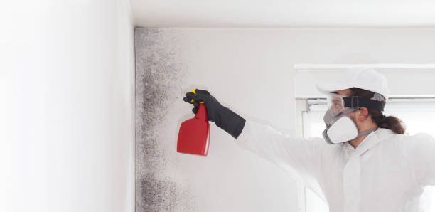 Best Attic Mold Removal  in Tokeneke, CT