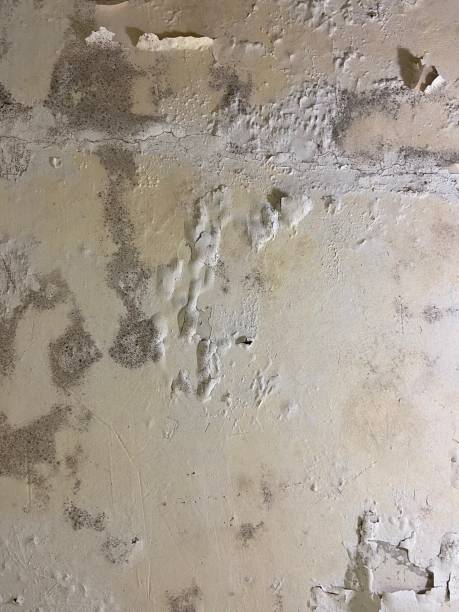 Certified Mold Removal in Tokeneke, CT