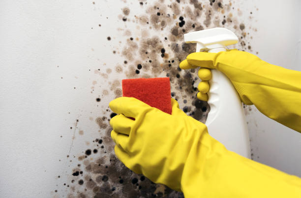 Best Mold Damage Repair  in Tokeneke, CT