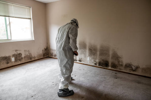 Tokeneke, CT Mold Removal Company