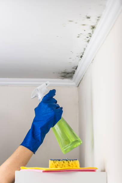 Best Best Mold Removal Companies  in Tokeneke, CT